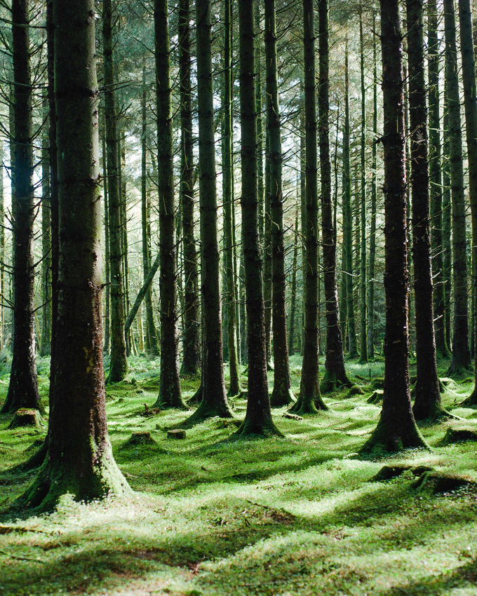 Pine Trees In A Wood With Dappled Sunlight