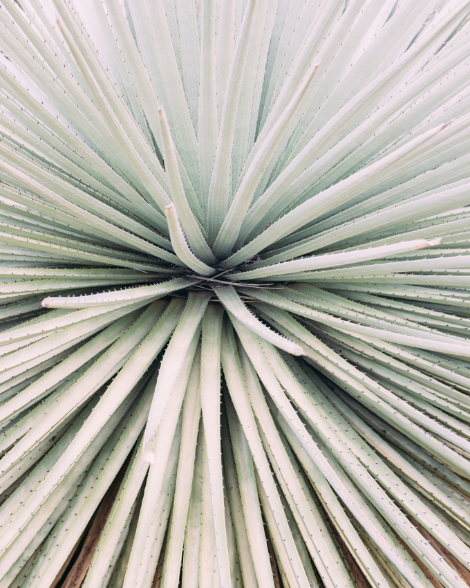 Close Up Of Leaves From Large Plant